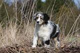 BERGER AUSTRALIEN PUPPIES 405